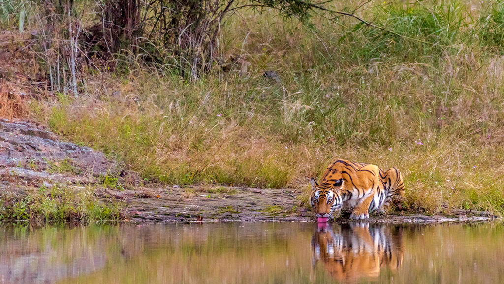 Bandhavgarh National Park