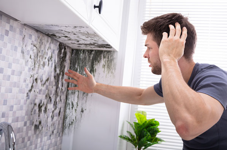 <strong>What Causes Black Mold in Your Home?</strong>